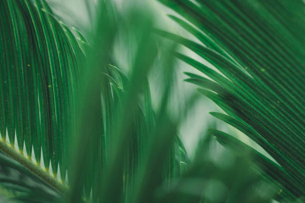istock the green leaf nature wallpaper 1167042125