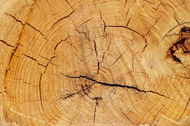 istock closeup wood section backgrounds with annual rings 1167042367