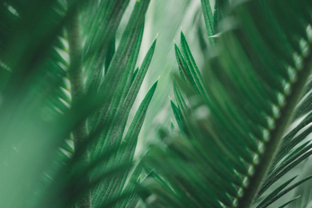 istock the green leaf nature wallpaper 1167042397
