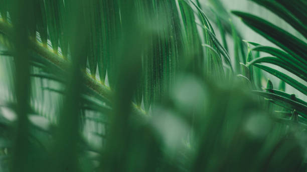 istock the green leaf nature wallpaper 1167042546