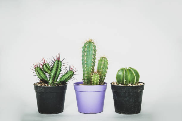 istock Different types of cactus in a small pot on a light, white background. 1167042565