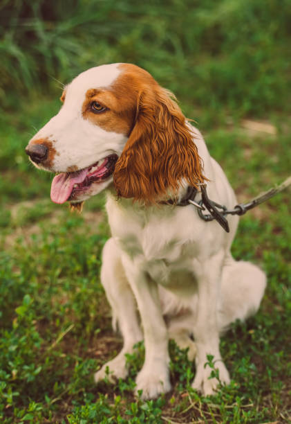 istock young spaniel dog sitting on grass 1167043609