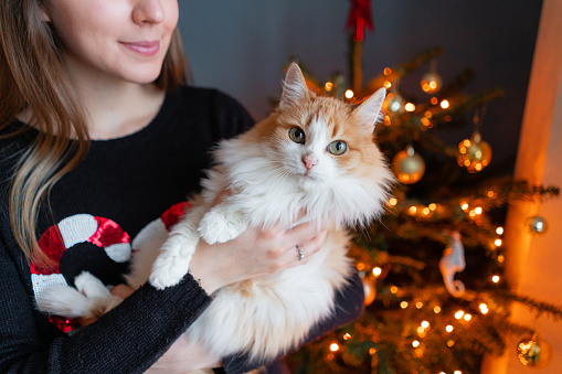 Pretty girl embraces fluffy red and white cat on Christmas tree background. Decorating Natural Danish spruce at home. Winter holidays in a house interior. Light garlands