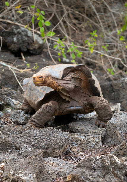 istock Diego the famous tortoise 1167044981