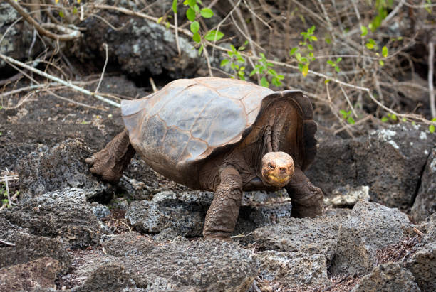 istock Diego the famous tortoise 1167044990