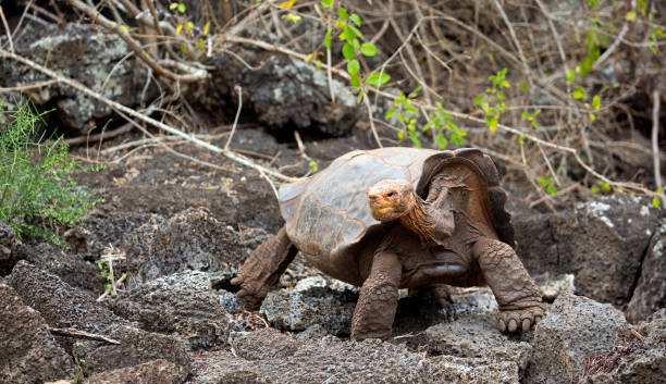 istock Diego the famous tortoise 1167045002