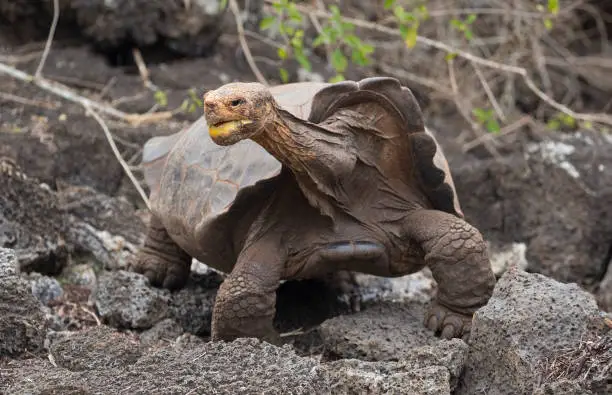 Photo of Diego the famous tortoise