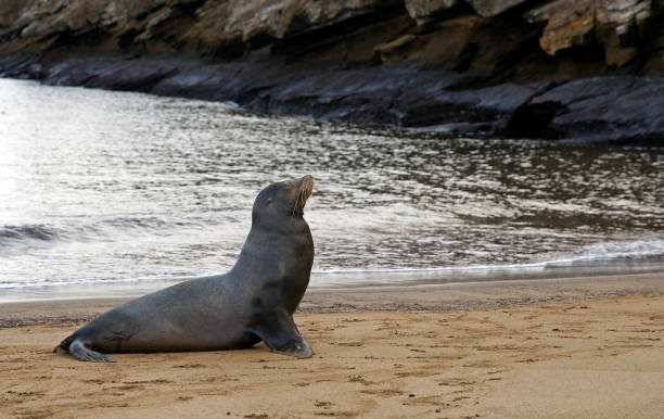 istock Galapagos sea lion 1167045185