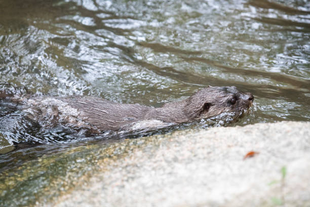 istock The Otter swimming in water. 1167045334