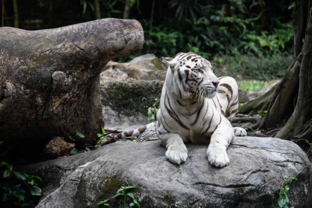 istock the white siberian tiger resting on the stone. 1167045933