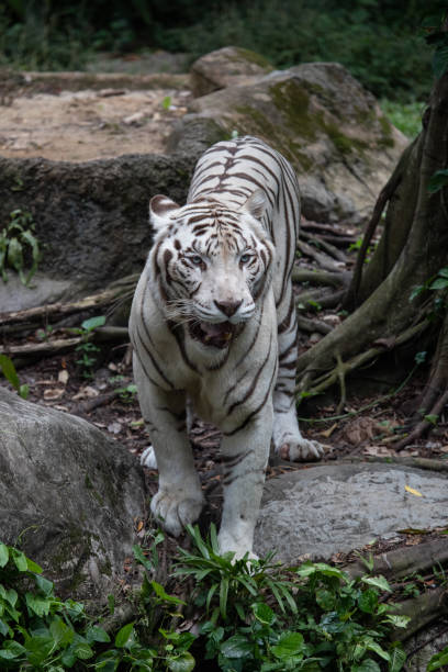 istock the white siberian tiger looking in the forest. 1167045937