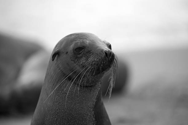 istock Galapagos sea lion 1167045950