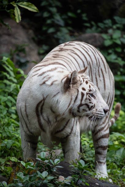 istock the white siberian tiger looking in the forest. 1167045982