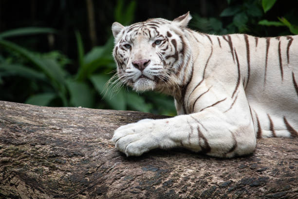 istock The white siberian tiger resting on the wood 1167046048