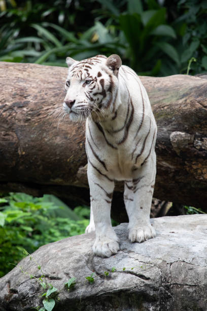 istock the white siberian tiger resting on the stone. 1167046049