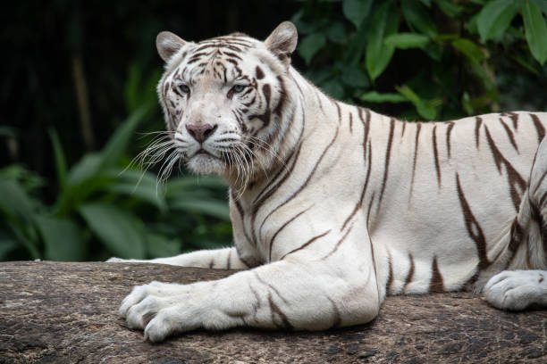 istock The white siberian tiger resting on the wood 1167046052