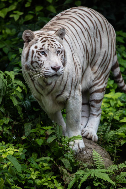 istock the white siberian tiger looking in the forest. 1167046096
