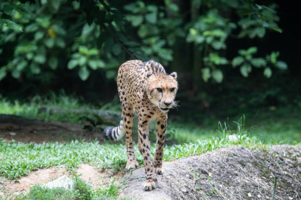 istock The cheetah watching in the forest. 1167046100
