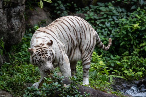 istock the white siberian tiger looking in the forest. 1167046150
