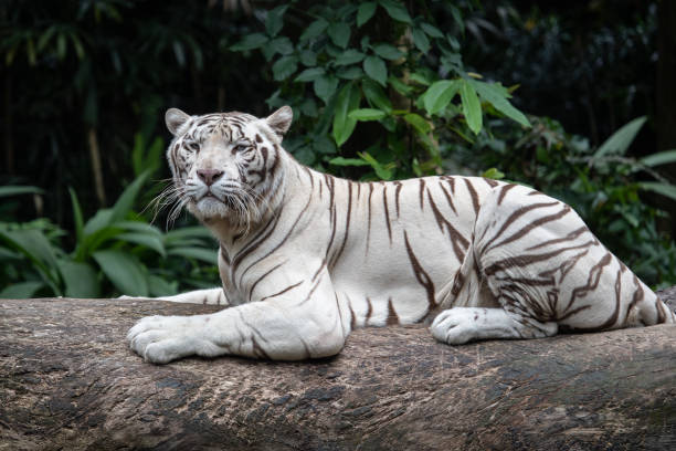 istock The white siberian tiger resting on the wood 1167046158