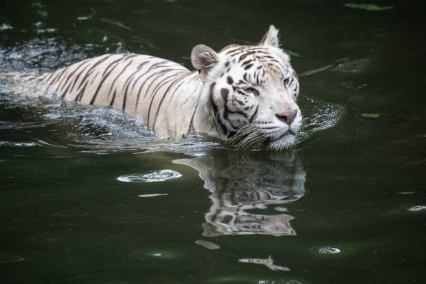 A full-frame shot of a tiger's face