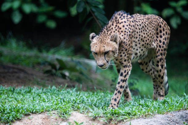 istock The cheetah watching in the forest. 1167046166
