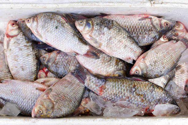 istock Fresh fish on the open market 1167046263