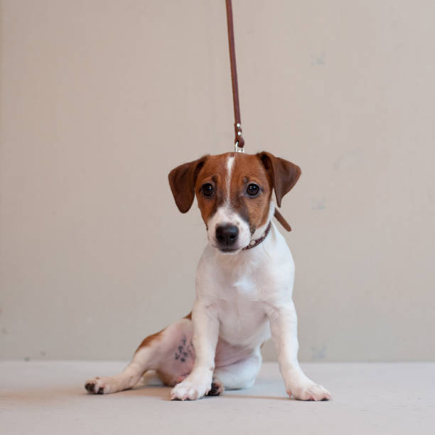 istock Cute funny puppy jack russell terrier on a light background 1167047492