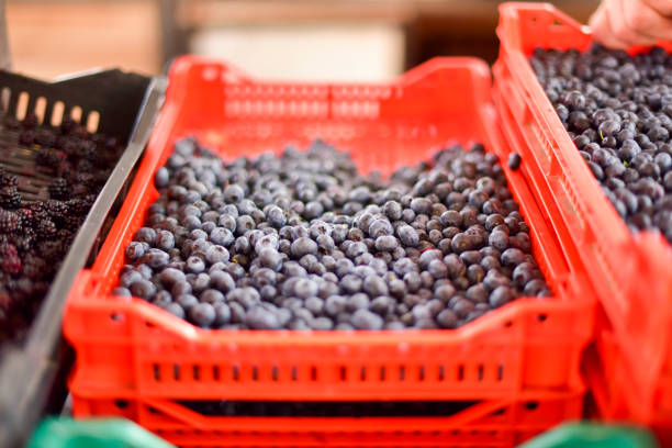 istock Wild blueberry in the market 1167047663