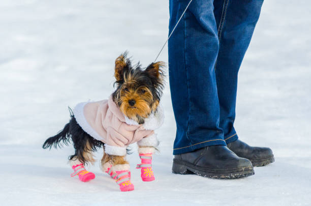 Yorkshire Terrier little dog and its owner, snow winter background. Small, cute doggy in suit with pink boots. Copy space Yorkshire Terrier little dog and its owner, snow winter background. Small, cute doggy in suit with pink boots. Copy space york yorkshire photos stock pictures, royalty-free photos & images
