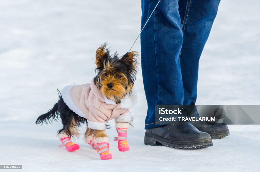 Cão pequeno do terrier de Yorkshire e seu proprietário, fundo do inverno da neve. Cachorrinho pequeno, bonito no terno com carregadores cor-de-rosa. Espaço de cópia - Foto de stock de Cão royalty-free