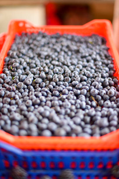istock Wild blueberry in the market 1167048537