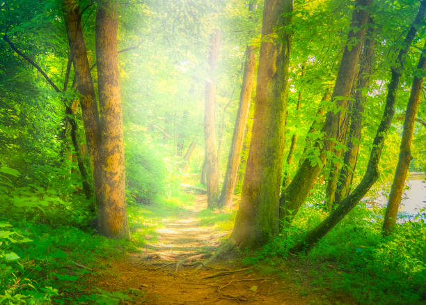 istock Hiking Trail Heading into Forest Mist - Enchanted Woods 1167048820