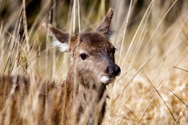 istock Deer in Glen Etive, Scotland 1167049463