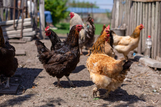 istock Chickens graze in a lawn at a home farm. 1167050905