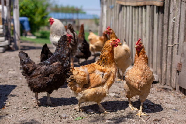 istock Chickens graze in a lawn at a home farm 1167051475