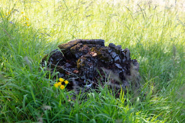 tree stump on a green summer meadow with high grass high resolution 50 megapixel