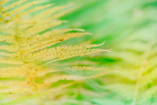 istock Abstract defocused nature background with autumn leaves and bokeh 1167051751