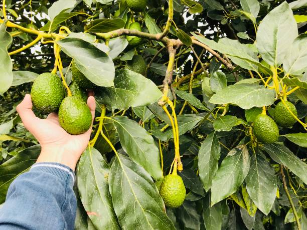 istock Fresh avocato on a tree ready for pick up 1167052198