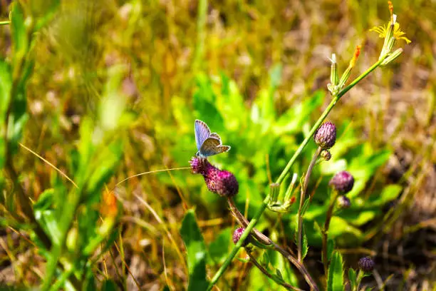 Beautiful blue butterfly - Icarus Polyommatus closeup,macro sits on a flower in a summer wild flower field.Summer natural general view with flowers and butterfly.
