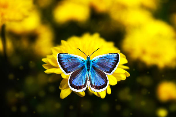 Beautiful blue butterfly - Icarus Polyommatus closeup,macro sits on a flower.