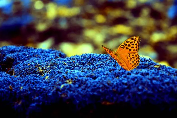 A comma butterfly with black spots of red and orange tones, a close-up sitting on a background of repainted forest moss in rich blue tones.