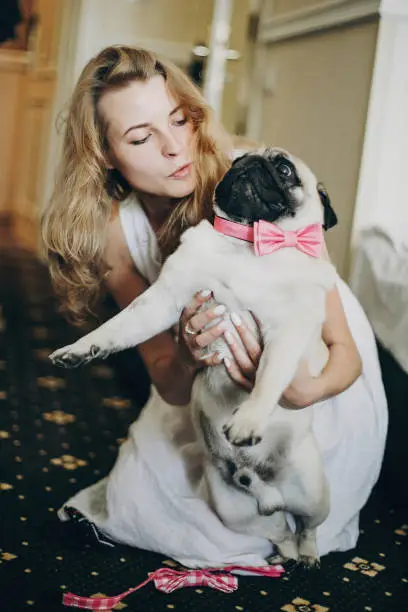 Cute bride hugging funny pug dog with pink bow tie in morning  before wedding ceremony in hotel room.Girl with her dog. Pets at wedding day.