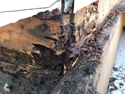 shots of actual termite damage and wood rot.