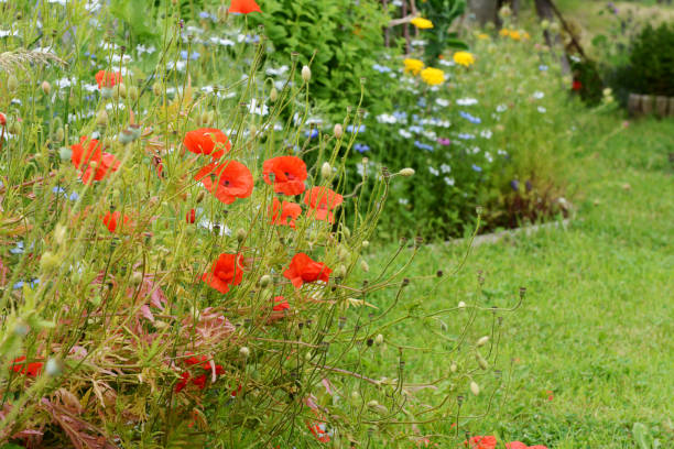 Amapolas de campo rojo sobre un fondo de flores - foto de stock