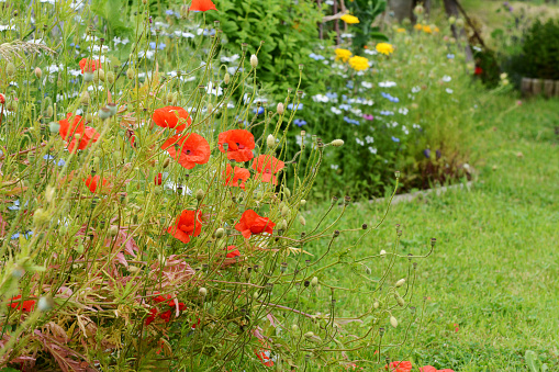 Red field poppies against a background of blue and yellow flowers, with copy space on lush grass