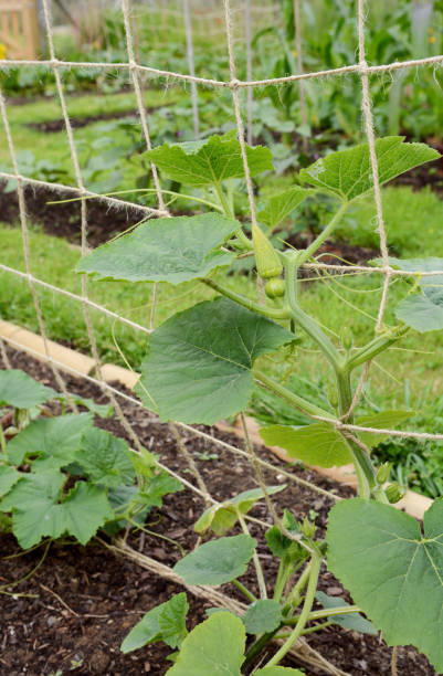 istock Climbing gourd plant supported on twine netting 1167056567
