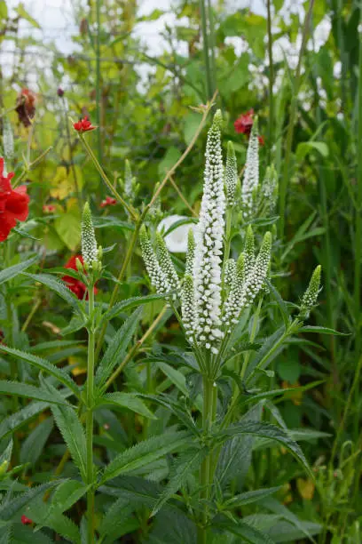 Veronica longifolia - speedwell - flower spike with delicate white flowers above dark green foliage