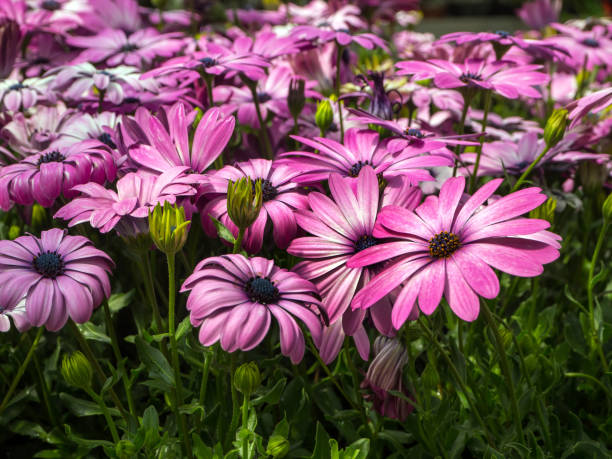 istock Osteospermum known as the daisybushes or african daisies 1167056938