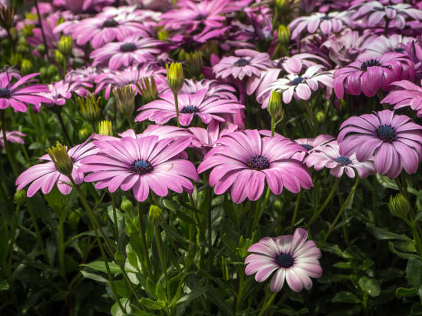 istock Osteospermum known as the daisybushes or african daisies 1167056997